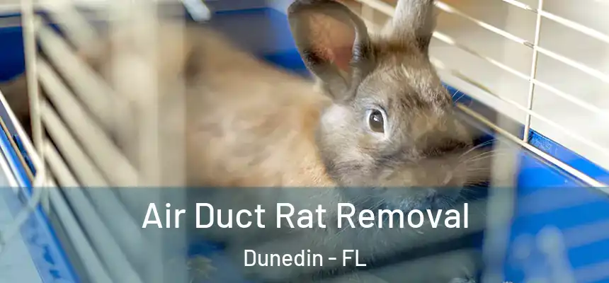 Air Duct Rat Removal Dunedin - FL