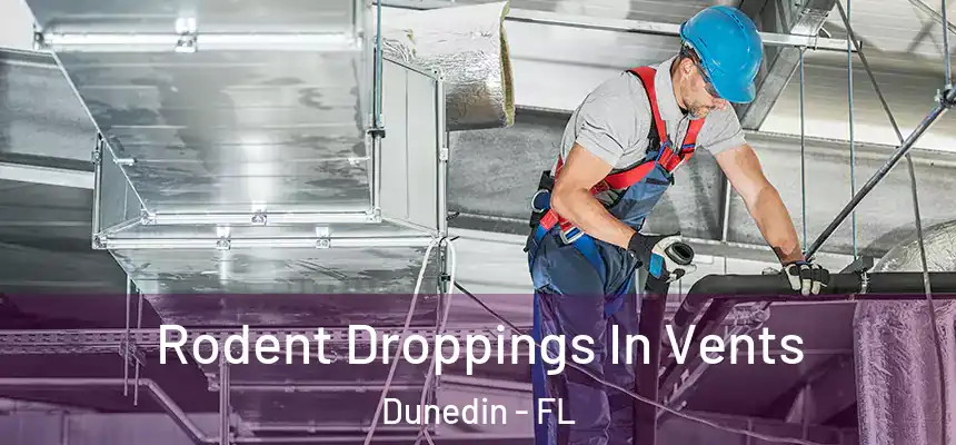 Rodent Droppings In Vents Dunedin - FL