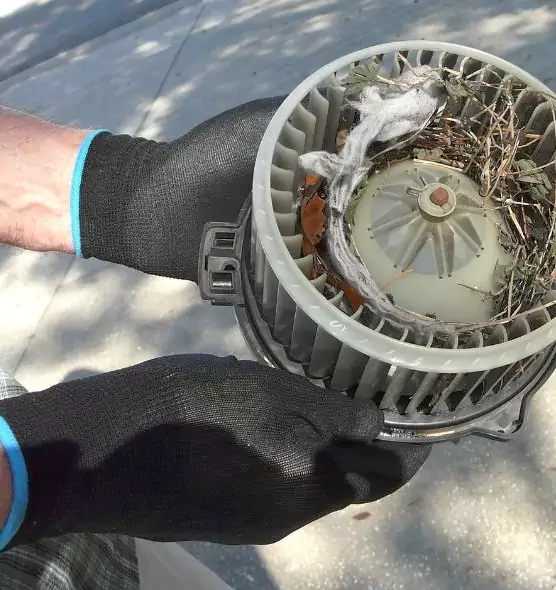 About Air Duct Rat Removal in Dunedin, FL